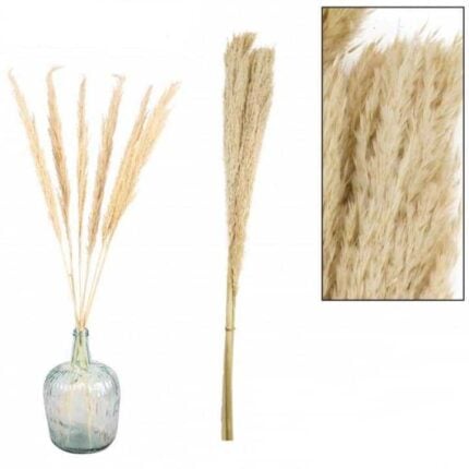 Lot De 3 Pampas "Séchées" 115cm Naturel
