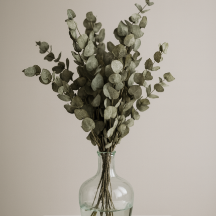 Plantes Séchées "Eucalyptus" 85Gr Vert