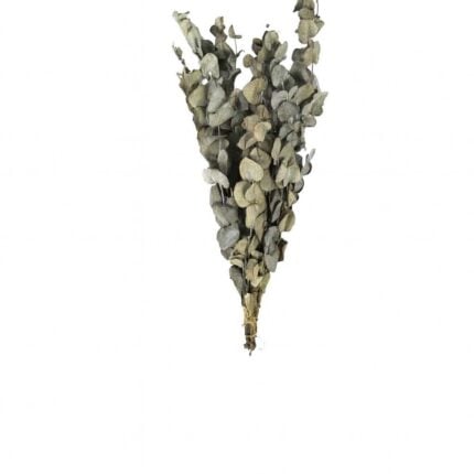 Plantes Séchées "Eucalyptus" 85Gr Vert